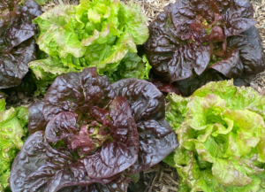 Salades