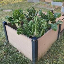 Carré potager composite pour récolter des blettes début avril, saison parfaite pour ce type de légume