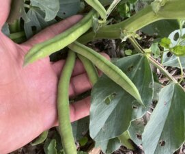 Carré potager composite pour récolter des fèves début avril, saison parfaite pour ce type de légume