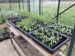 Préparez vos semis pour une plantation dans notre arré potager composite