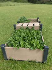 Mon potager carré avec composteur