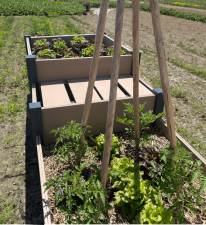 Mon potager carré