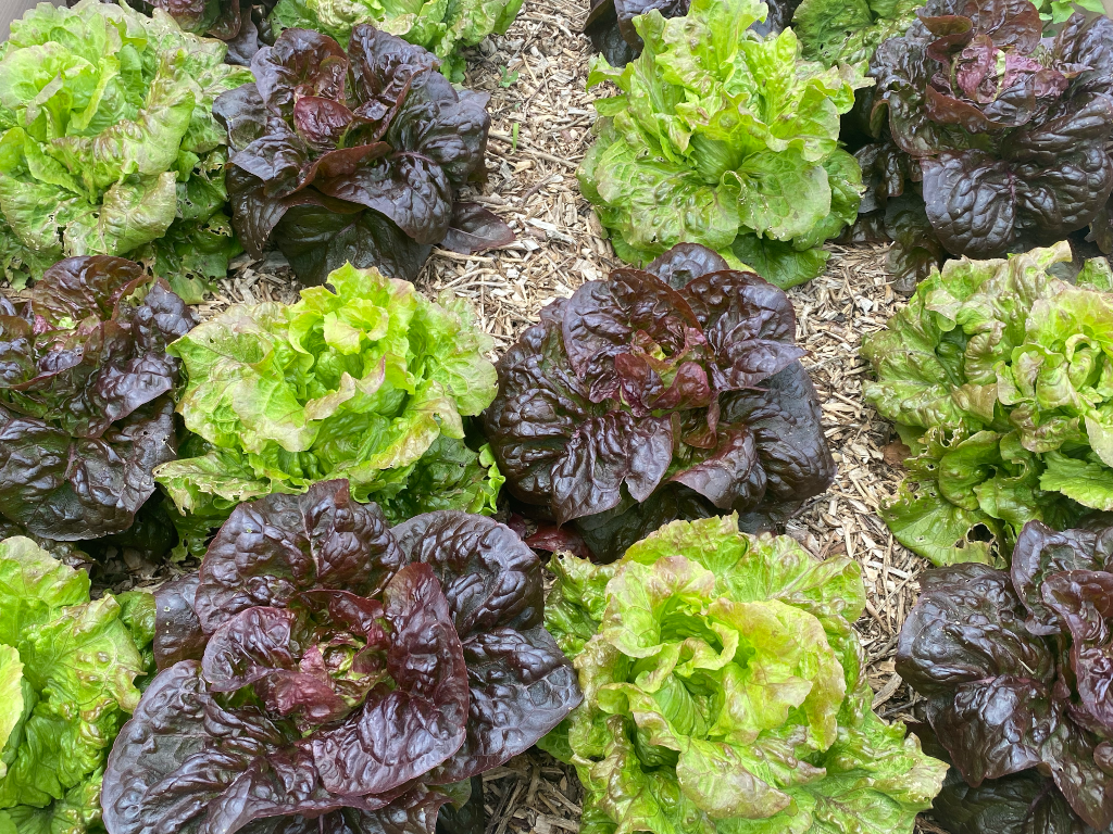 Carré potager