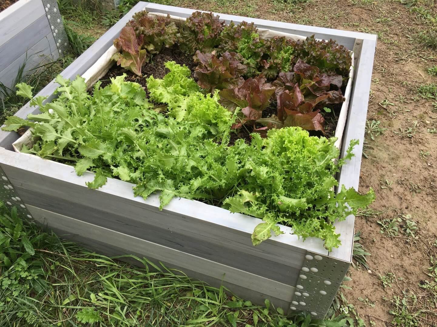 Carré potager avec des salades
