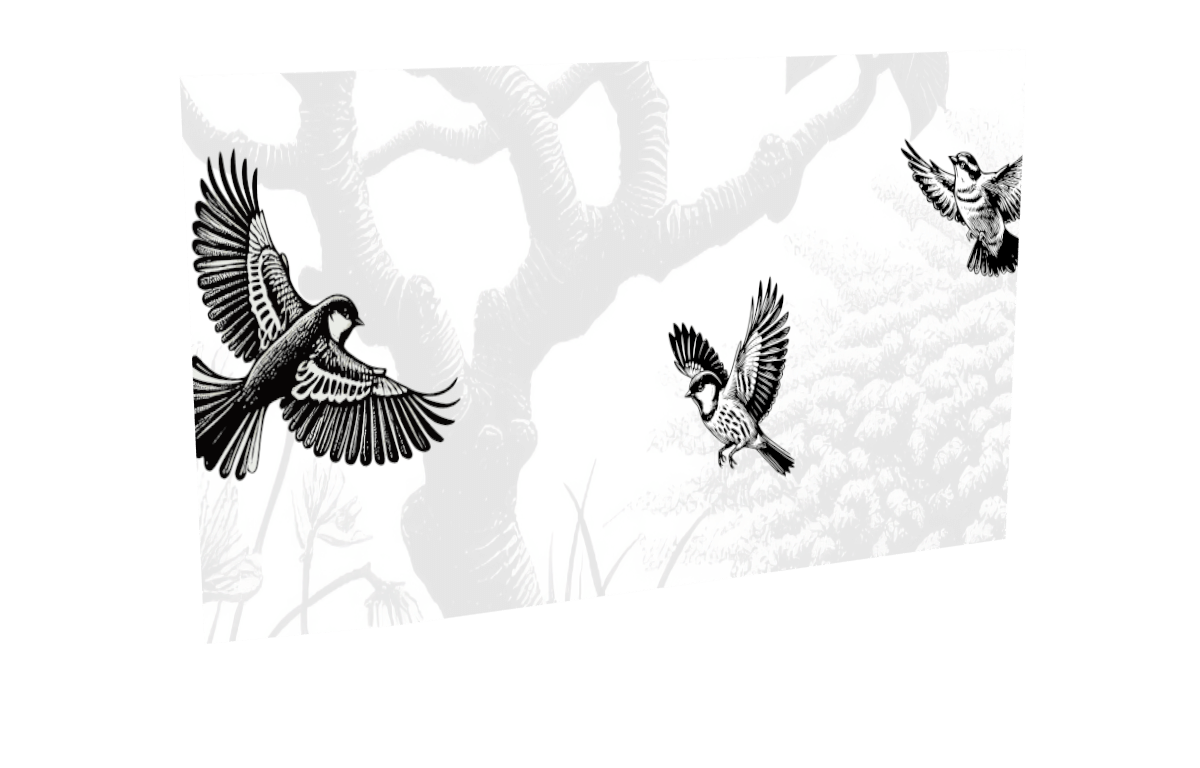 Impression oiseaux-4 pour le modèle Virtuose